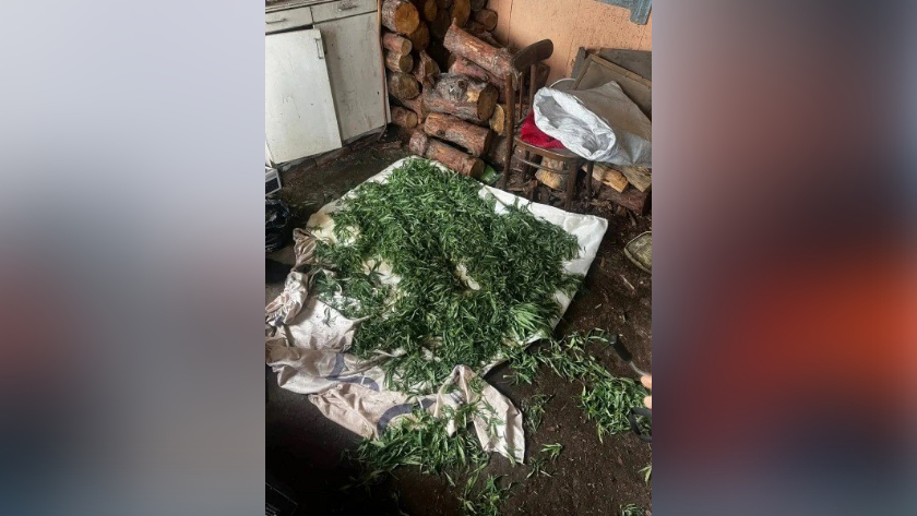 Почти 10 килограммов марихуаны нашли полицейские в двух сёлах Ивановского округа - gtrkamur.ru