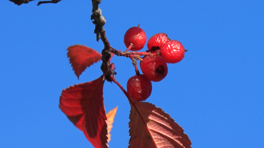 Снег на северо-западе: прогноз погоды на 23 октября в Приамурье - gtrkamur.ru