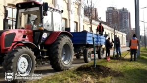 Благовещенск продолжает осеннее озеленение: почти 30 лип высадят на улице Ленина - gtrkamur.ru