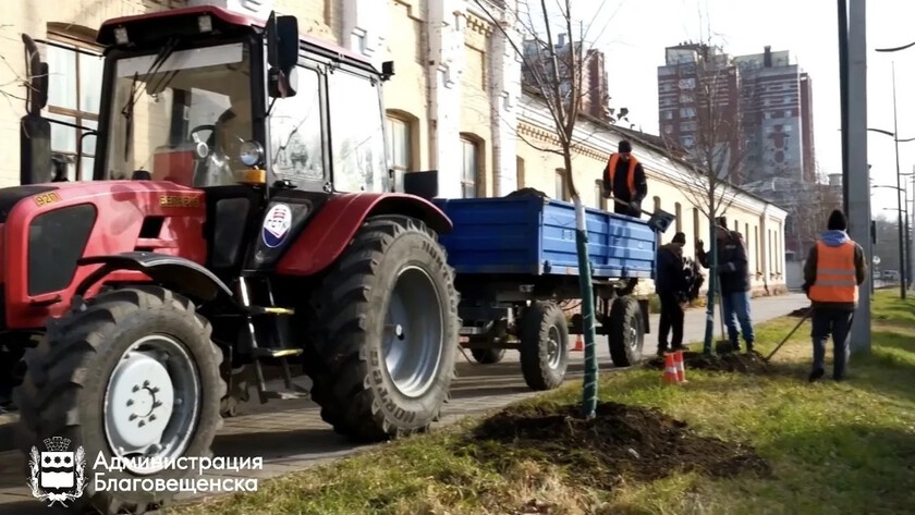 Благовещенск продолжает осеннее озеленение: почти 30 лип высадят на улице Ленина - gtrkamur.ru